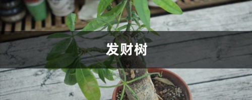 你家的芦荟发财树…从来不开花？只学1招，连开5年不是事！