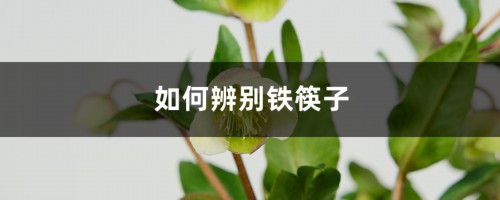 如何辨别铁筷子