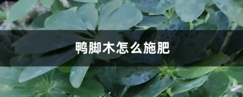 鸭脚木怎么施肥